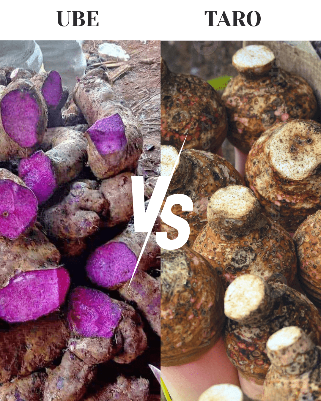 Ube Vs Taro What Are The Differences Between These Two Asian Tubers ube-vs-taro-what-are-the-differences-between-these-two-asian-tubers