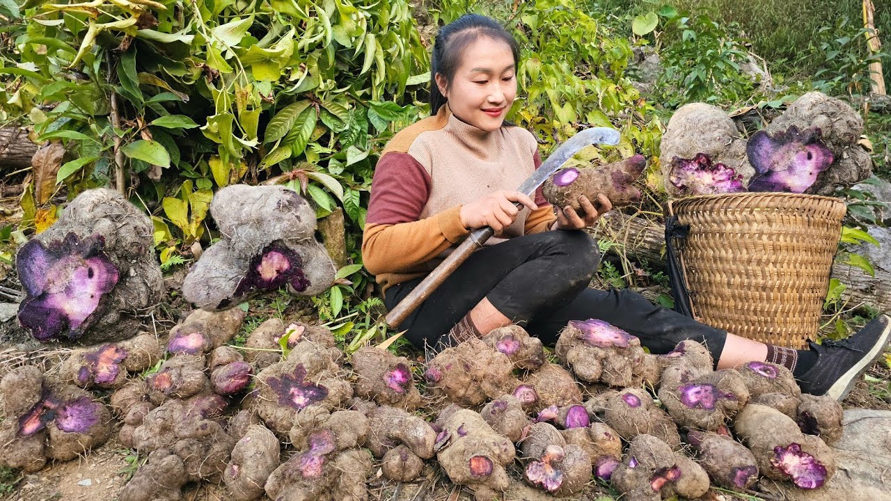 Culture traditionnelle de l'ube, l’igname violette des Philippines, cultivée manuellement dans les fermes partenaires de MyUbe.