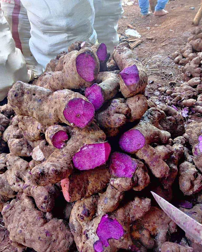 Récolte de racines d’Ube aux Philippines, tubercule violet naturel cultivé dans la ferme partenaire de MyUbe.